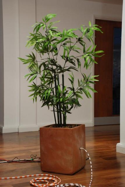 office plant